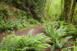 Squires Lake trail w/ Sword Fern fgnd