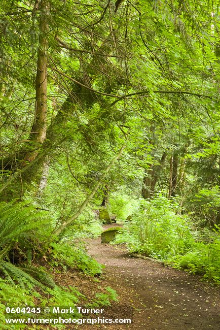 Tsuga heterophylla; Alnus rubra; Rubus spectabilis