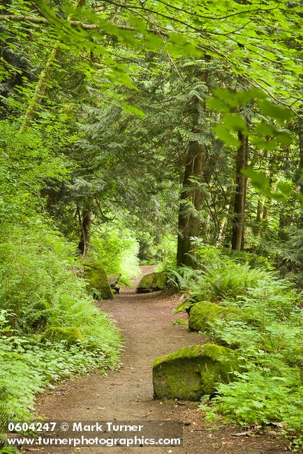 Tsuga heterophylla; Rubus spectabilis; Polystichum munitum