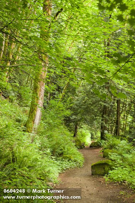 Acer macrophyllum; Acer circinatum; Polystichum munitum
