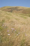 Green-banded Mariposa-lilies among grasses