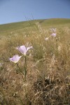 Green-banded Mariposa-lilies among grasses