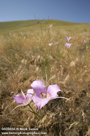 Calochortus macrocarpus