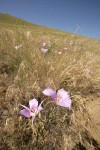 Green-banded Mariposa-lilies among grasses