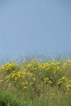 Slender Hawksbeard among grasses on hillside