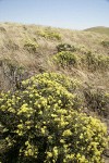 Round-headed Desert Buckwheat among grasses
