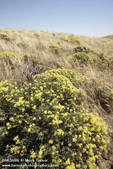 Eriogonum sphaerocephalum