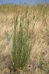 Tall {unidentified} bunchgrass