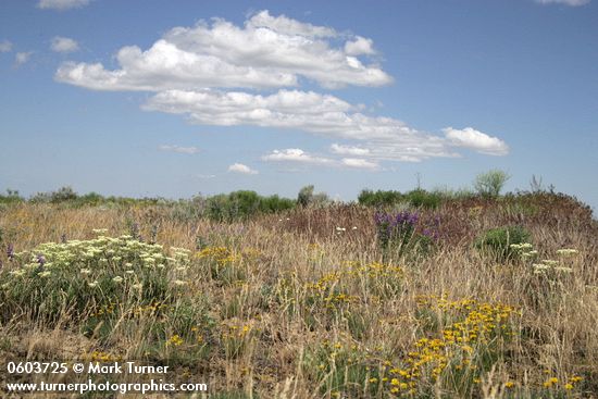 Eriogonum heracleoides; Erigeron linearis; Lupinus sp.