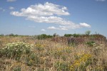 Creamy Eriogonum, Yellow Desert Daisies, Lupines under blue sky w/ puffy clouds
