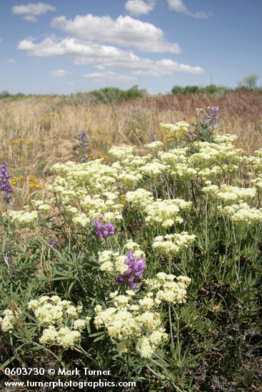 Eriogonum heracleoides; Lupinus sp.