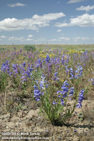 Penstemon speciosus; Lupinus sp.