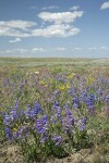 Showy Penstemon, Lupines under blue sky w/ puffy clouds