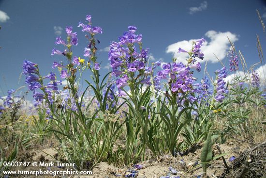 Penstemon speciosus