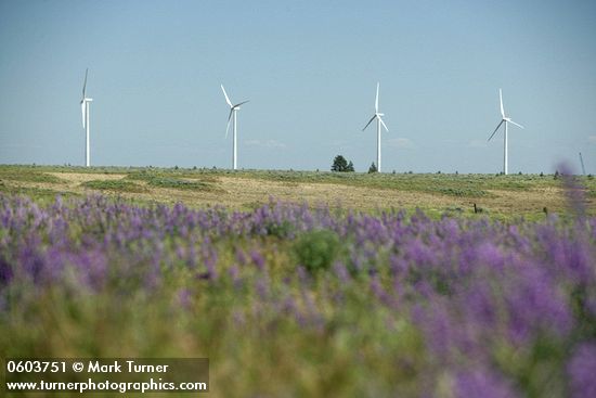 Lupinus bingenensis var. subsaccatus
