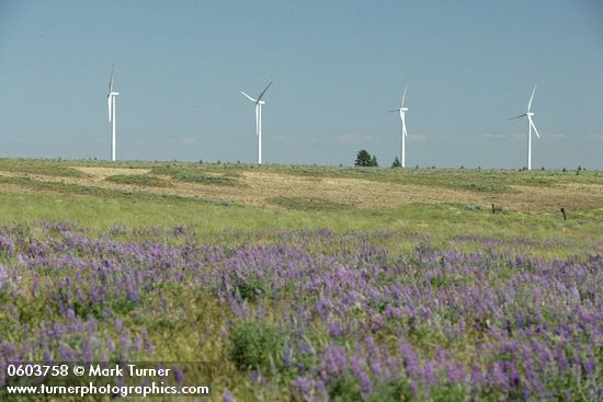 Lupinus bingenensis var. subsaccatus