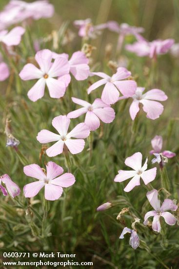 Phlox viscida