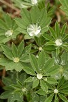 Broadleaf Lupine foliage w/ water droplets