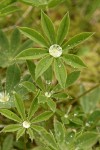 Broadleaf Lupine foliage w/ water droplets