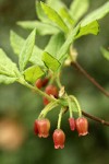 Fool's Huckleberry blossoms & foliage detail