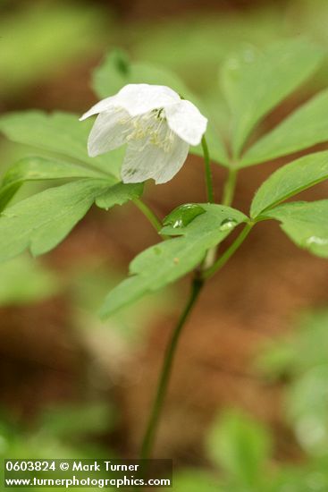 Anemone oregana var. felix
