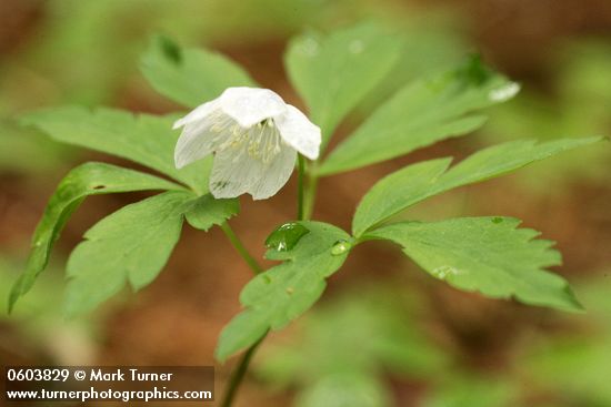 Anemone oregana var. felix