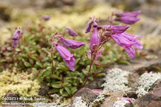 Penstemon davidsonii