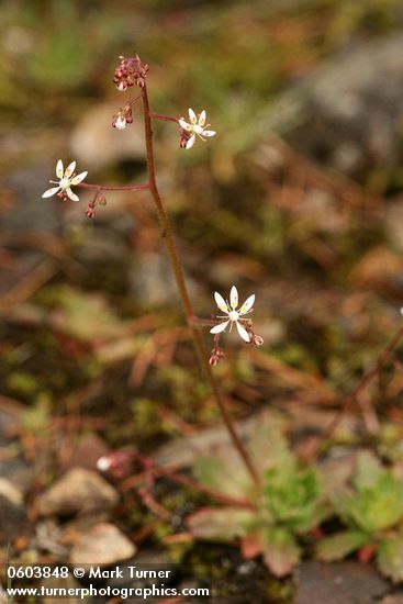 Saxifraga ferruginea