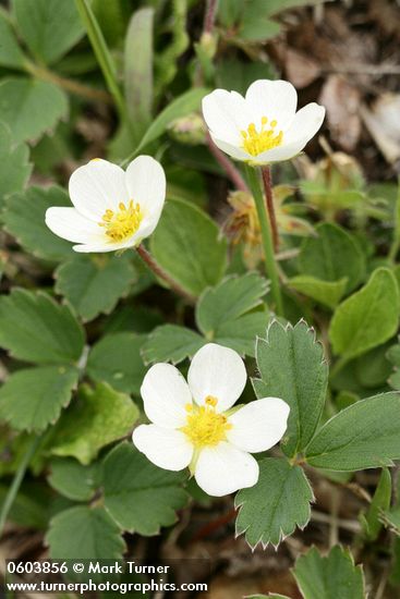 Fragaria virginiana