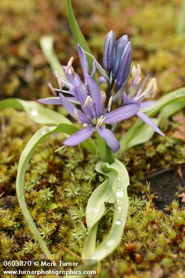 Camassia quamash ssp. breviflora