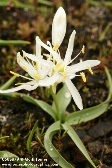 Camassia quamash ssp. breviflora