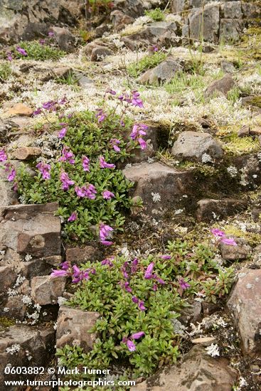 Penstemon davidsonii