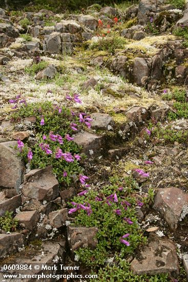 Penstemon davidsonii