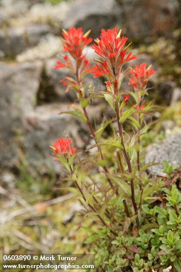 Castilleja hispida