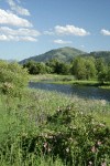 Methow Valley wet meadow w/ Roses fgnd