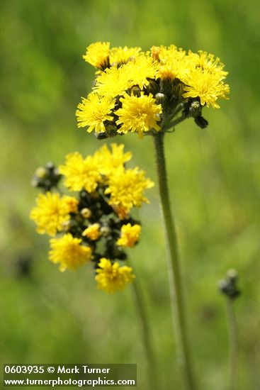 Hieracium cynoglossoides