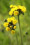 Hound's-tongue Hawkweed blossoms detail