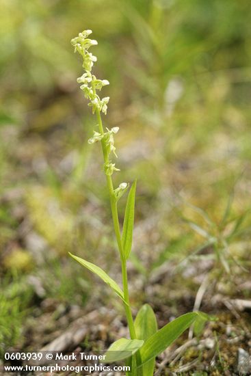 Platanthera stricta