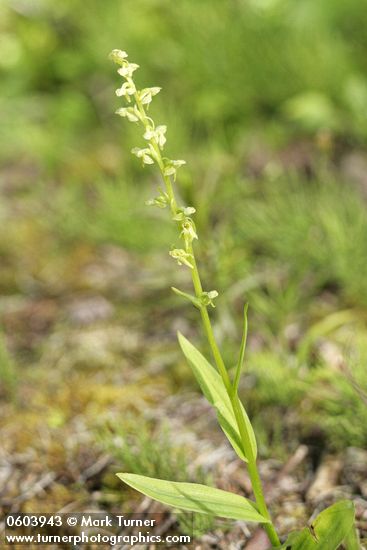 Platanthera stricta