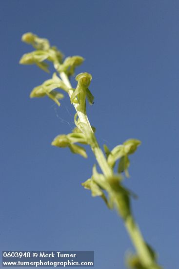Platanthera stricta