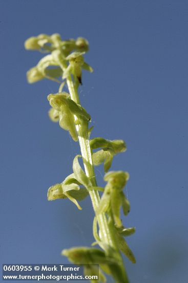 Platanthera stricta