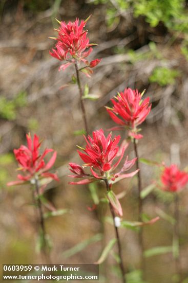 Castilleja miniata