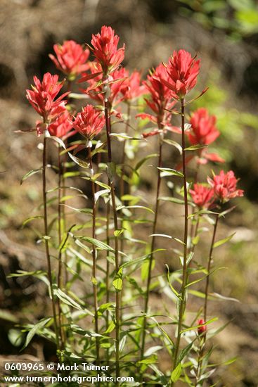 Castilleja miniata