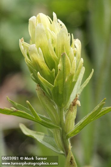 Castilleja lutescens