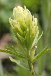 Stiff Yellow Paintbrush bracts & blossoms detail