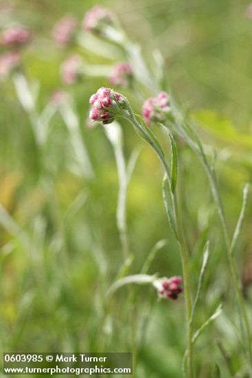 Antennaria rosea