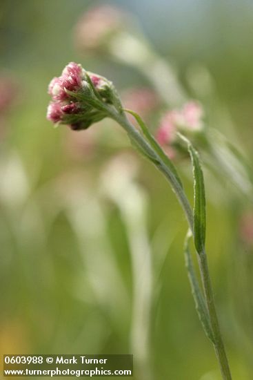 Antennaria rosea