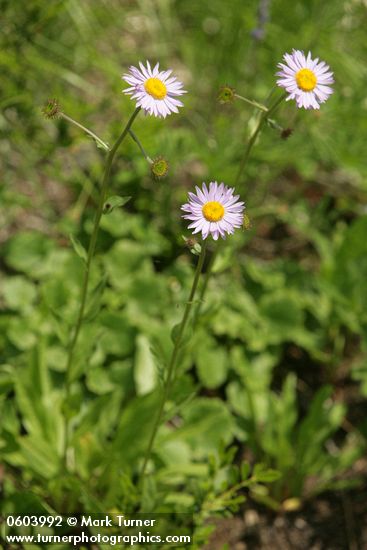 Erigeron peregrinus