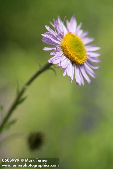 Erigeron peregrinus