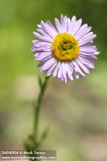 Erigeron peregrinus